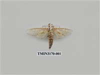 藏品(大豹斑蠹蛾)的圖片